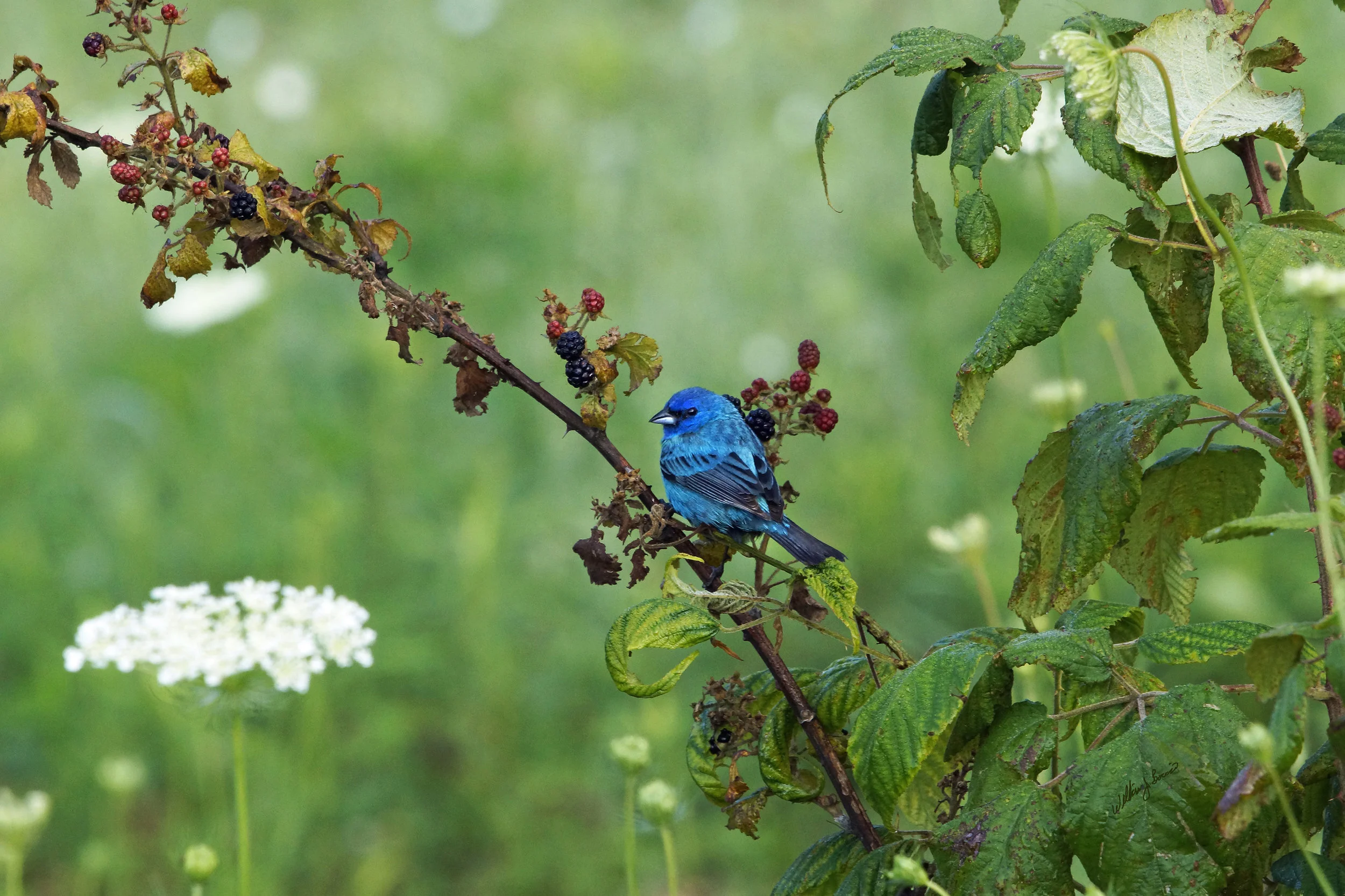 Indigo Bunting Photo: Bill Boccio