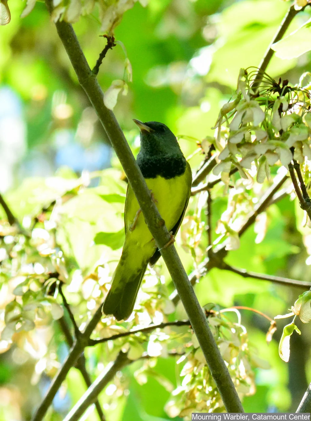 Mourning Warbler Photo: Marc Faucher