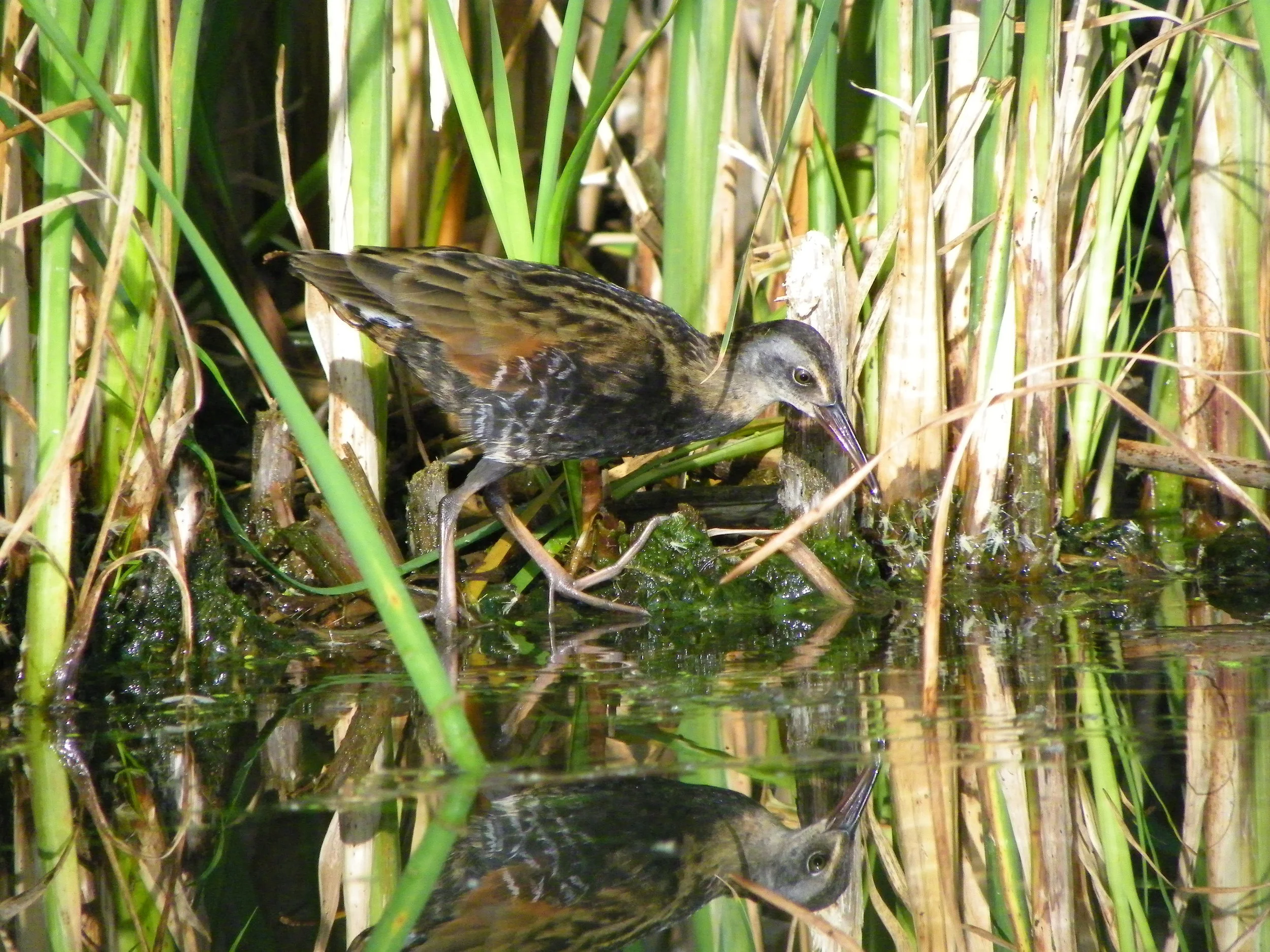 Virginia Rail Photo: Eleanor Hart
