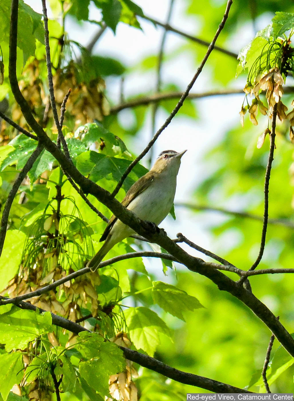 Red-eyed Vireo Photo: Marc Faucher