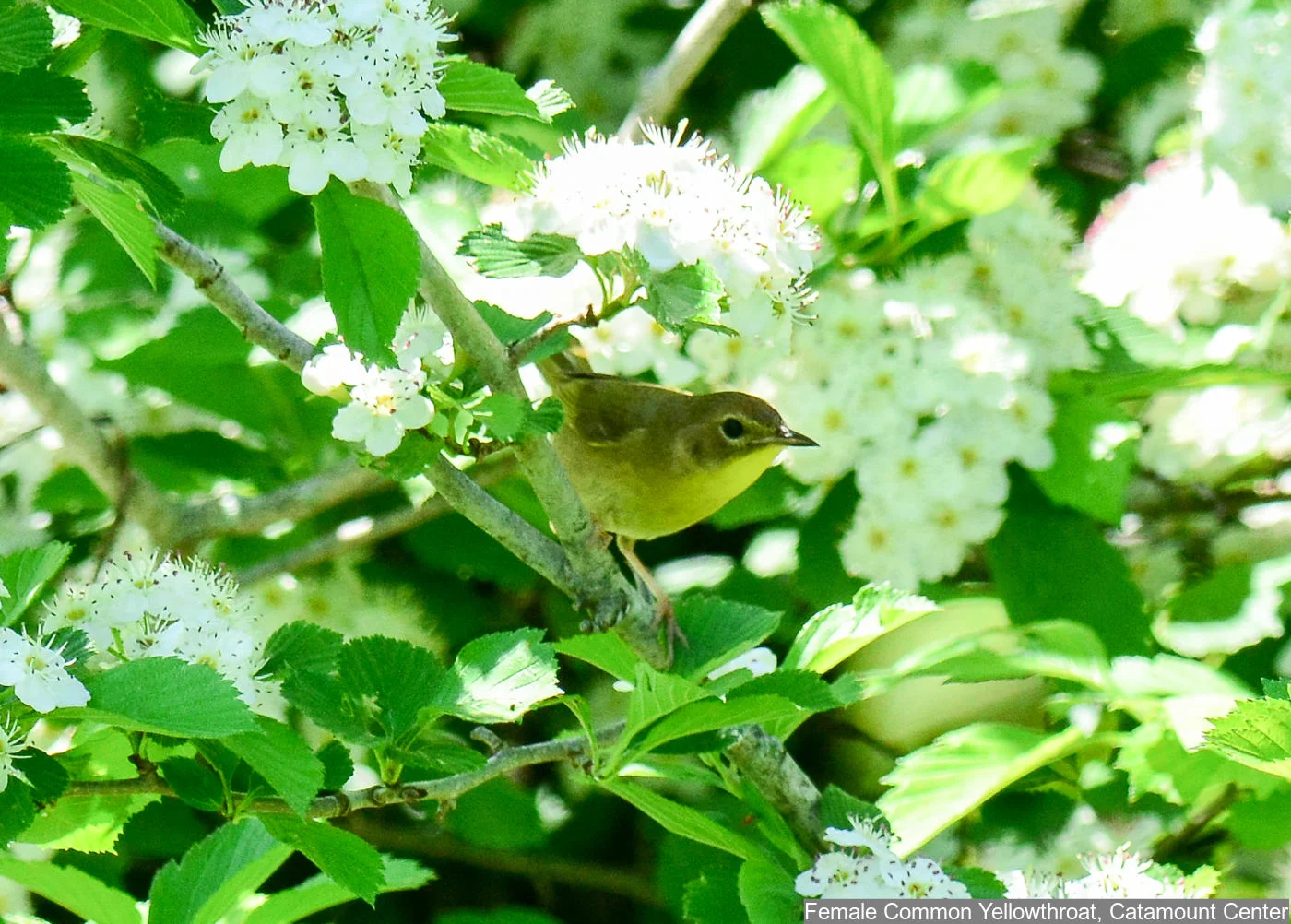 Common Yellowthroat Photo: Marc Faucher