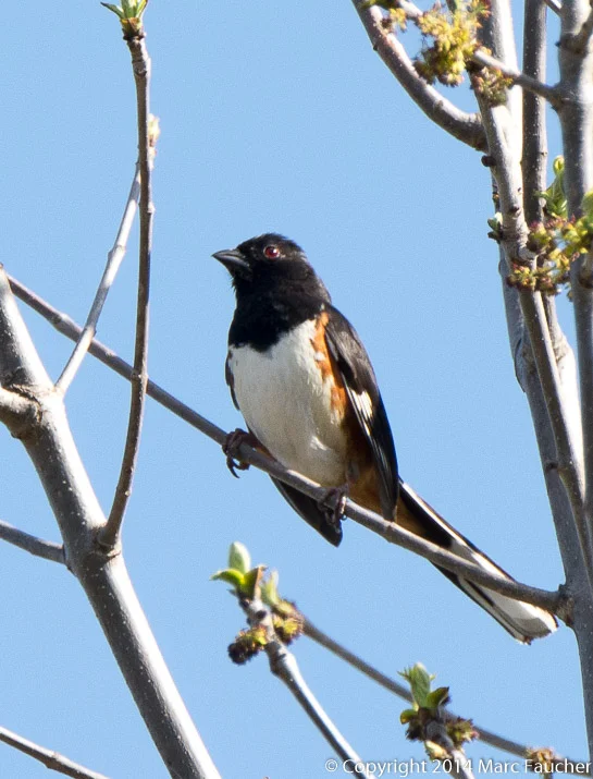 Eastern towhee Photo: Marc Faucher