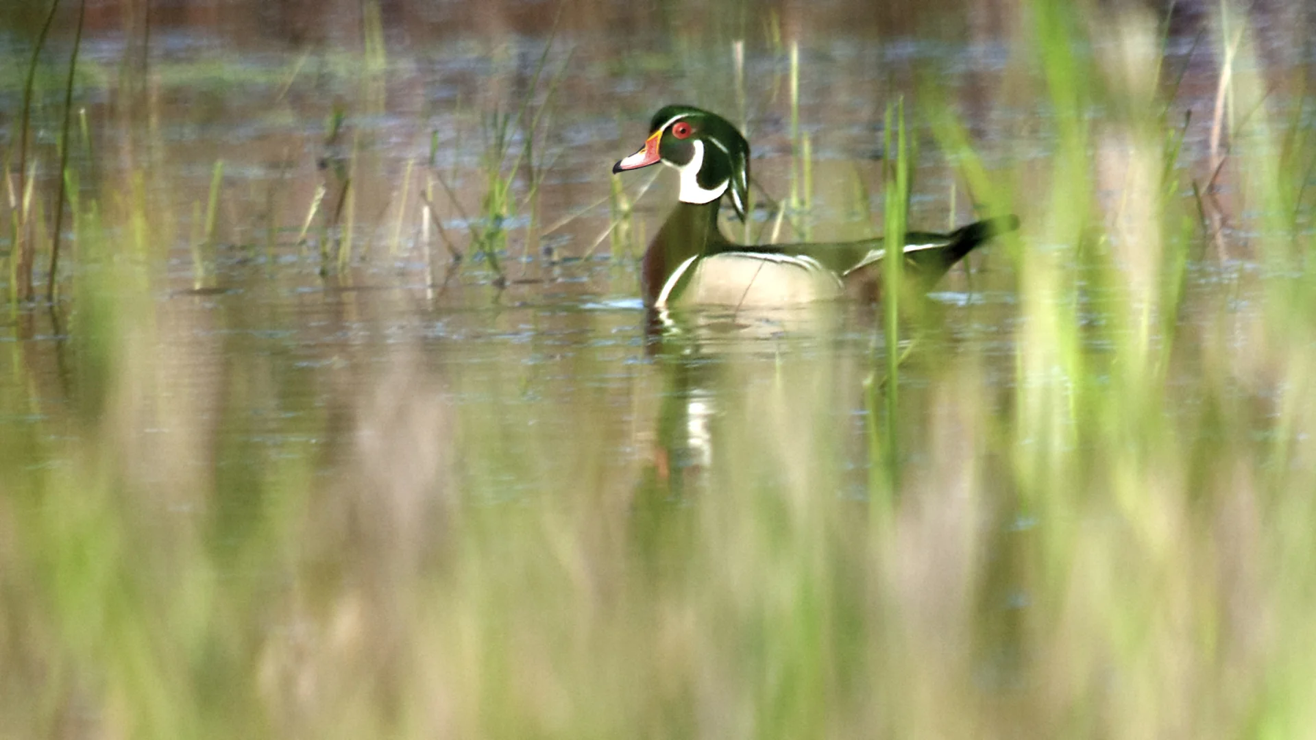Wood Duck Photo: Mike Sargent