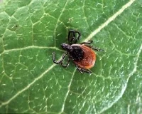 Tick on leaf.jpg