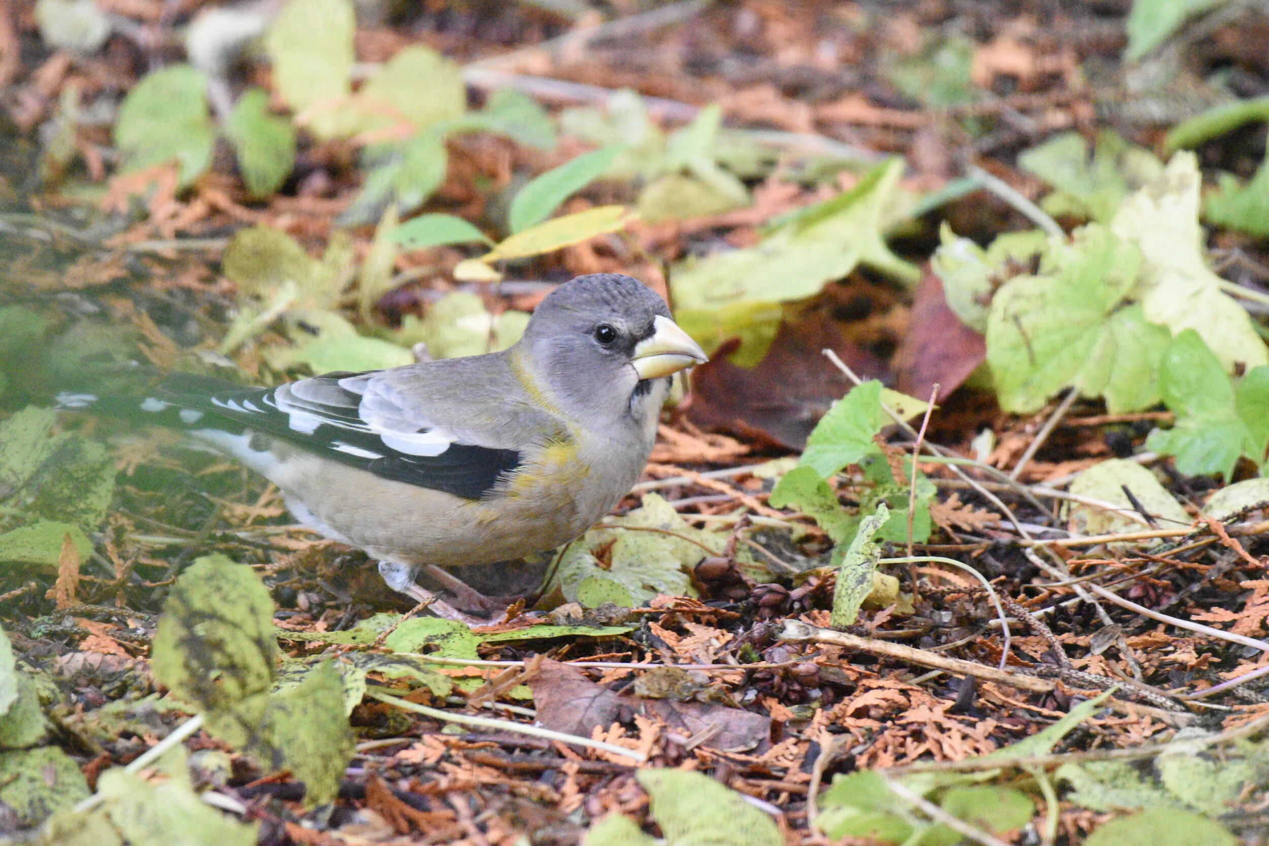 Winter Finches With Matt Young - A GMAS Virtual Presentation