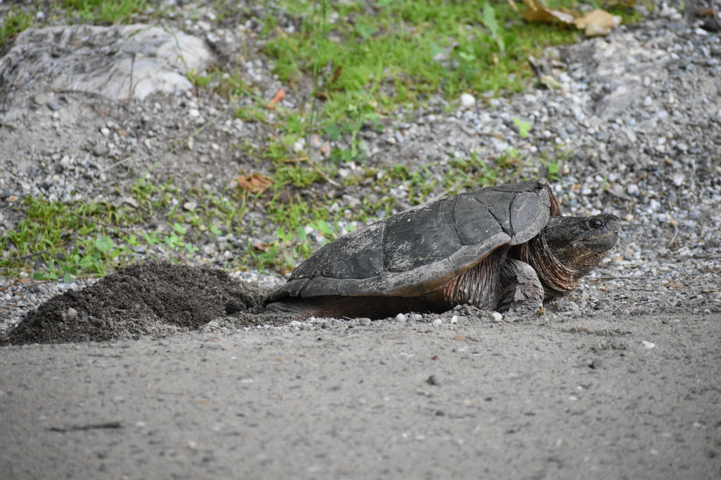 Turtles of Vermont with Jim Andrews - A GMAS Virtual Presentation