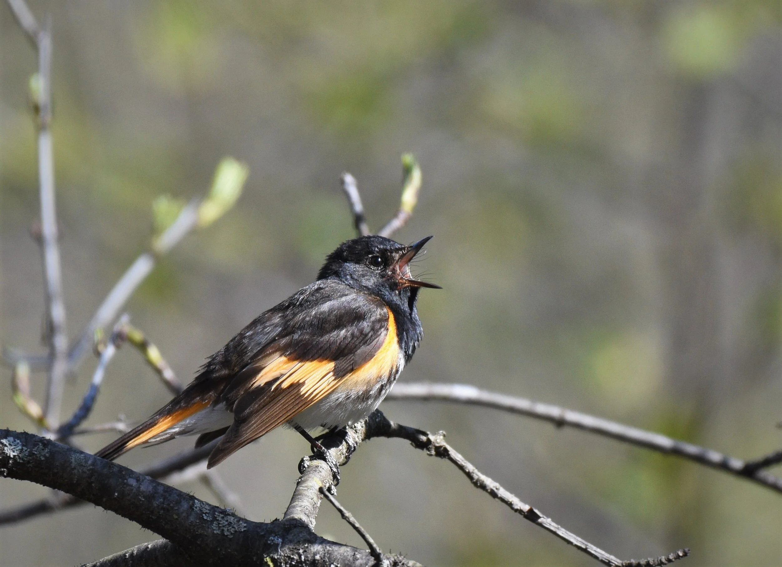 Cheeps, Chirps, Hoots, and Whistles: How and Why Birds Make Noise ...
