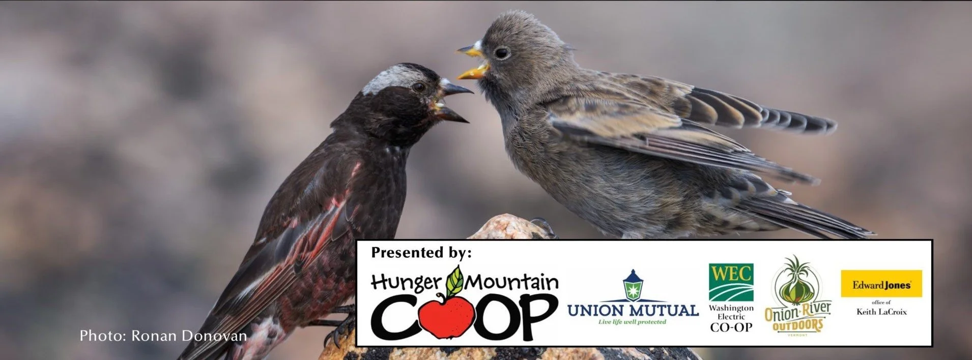 Alpine Habitats, Climate Change, and Rosy-Finches with Carl Brown - A Virtual Presentation