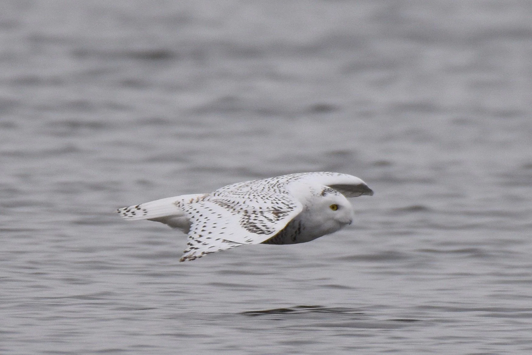 Introduction to Winter Birding with Maeve Kim