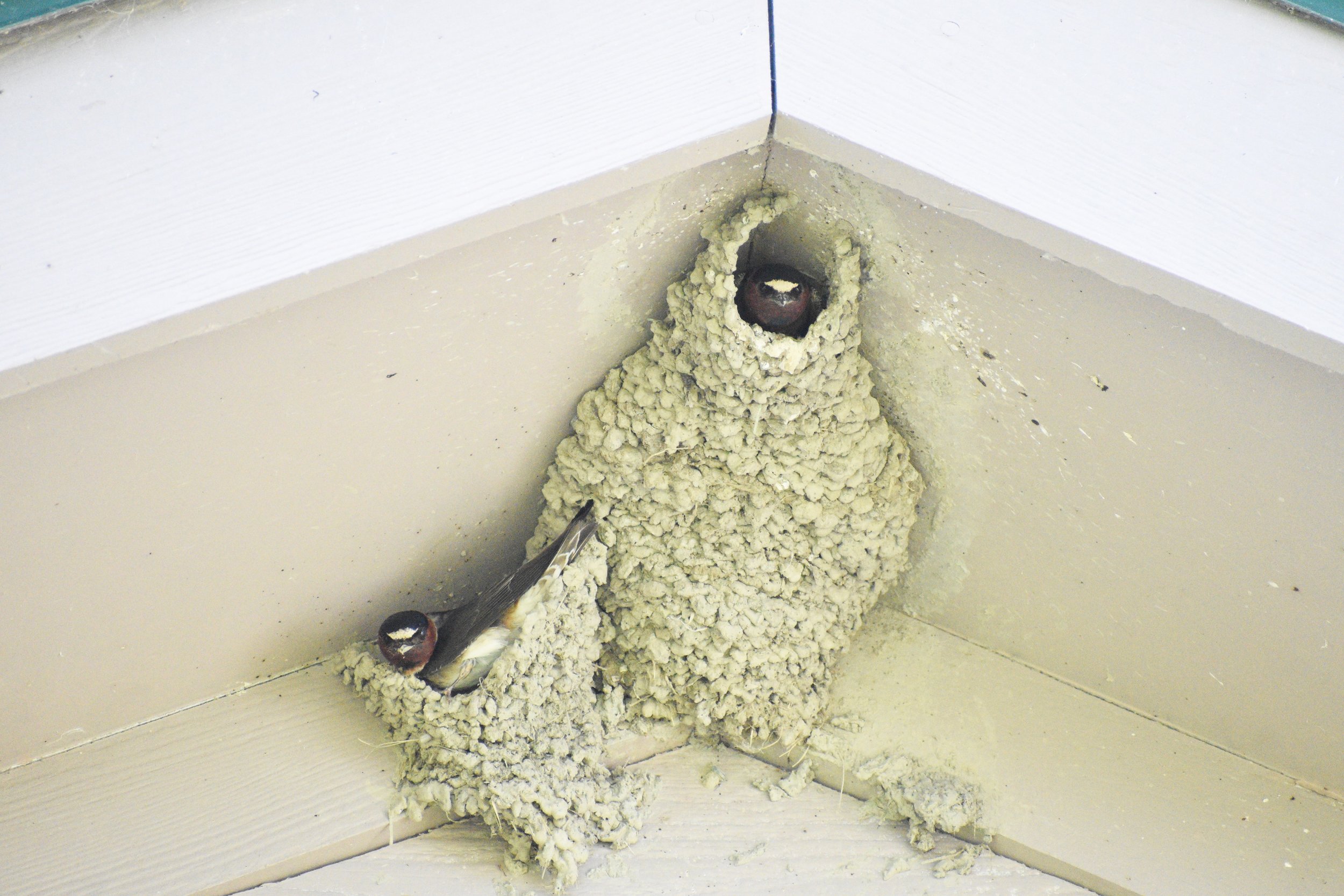 Bird Nests: Custom-Designed and Custom-Built for the Growing Family with Maeve Kim