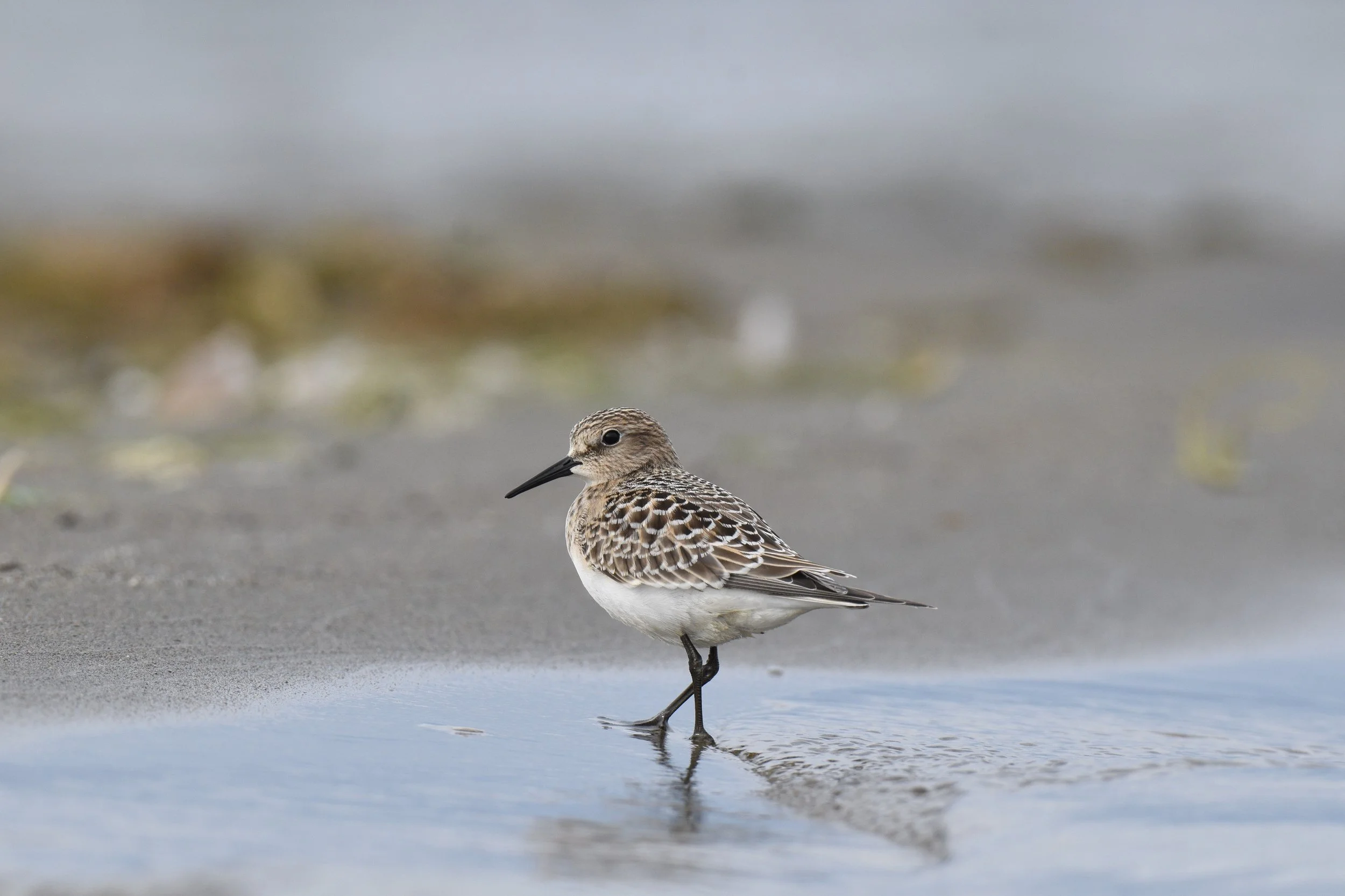 What's in a Name? - A Virtual Presentation by Maeve Kim