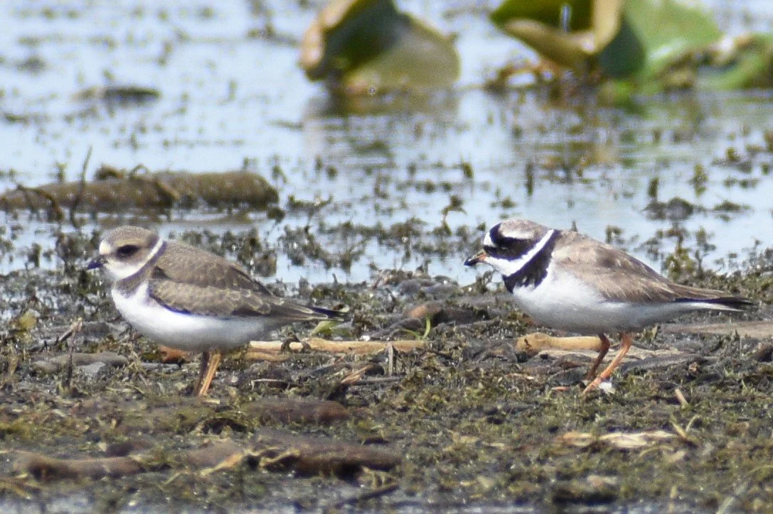 The Birds and Habitat of the Missisquoi National Wildlife Refuge - A Virtual Presentation