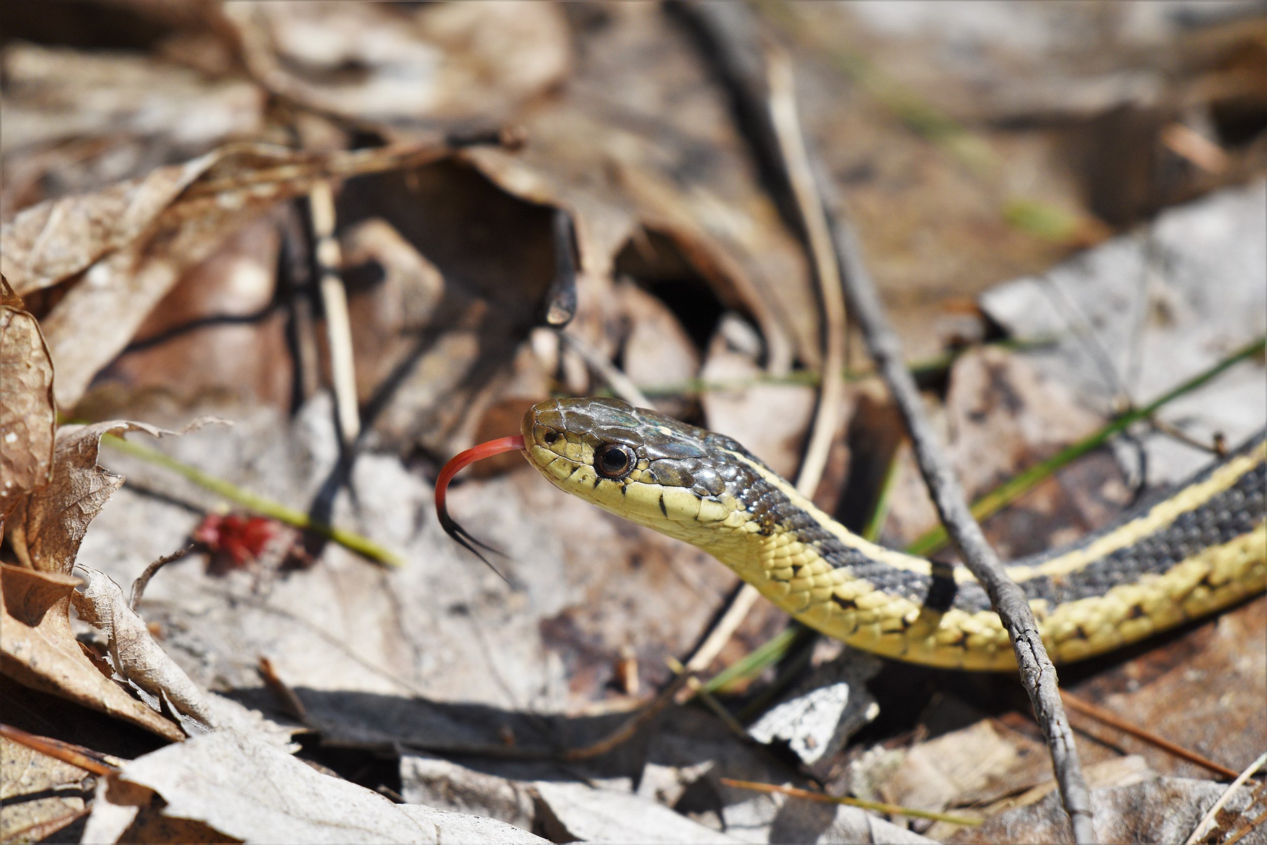 Snakes of Vermont with Jim Andrews — Green Mountain Audubon Society