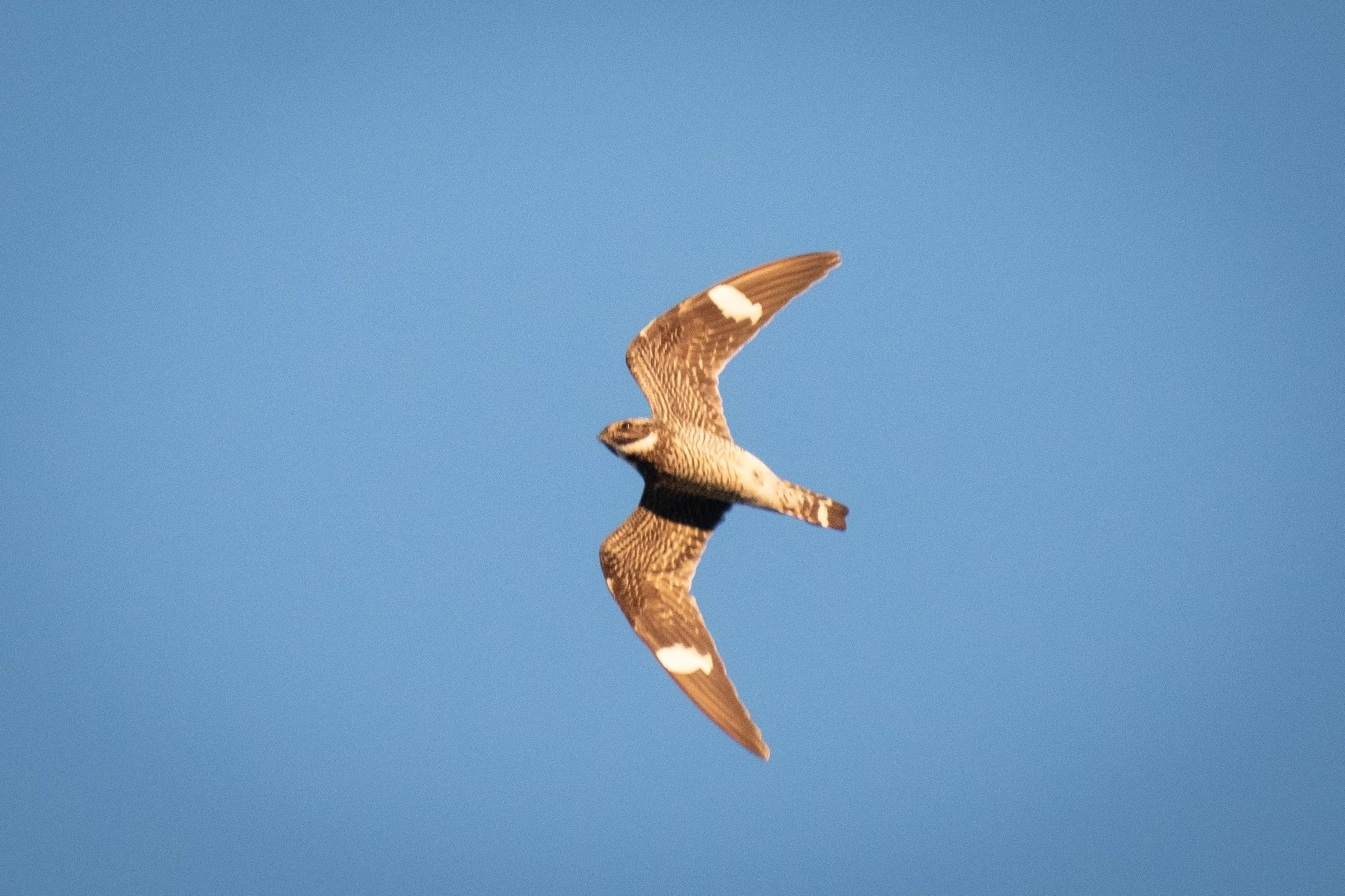 A World on the Wing: A Global Odyssey of Migratory Birds