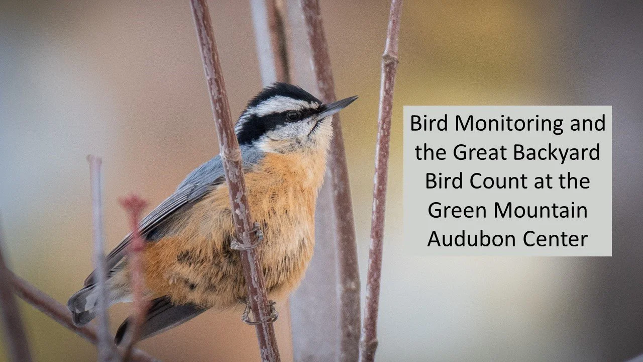 Bird Monitoring and the Great Backyard Bird Count at the Green Mountain Audubon Center