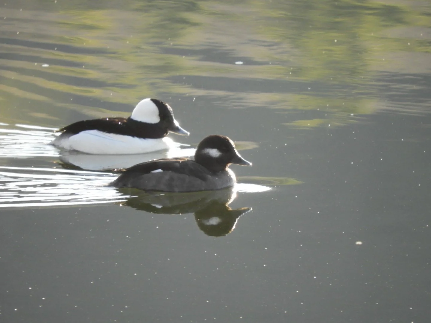 Green Mountain Audubon Society Lakewatch