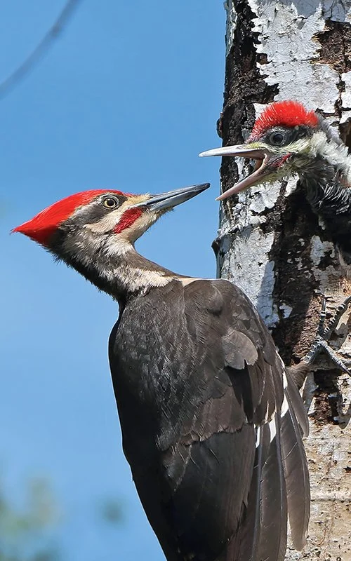 Sap Run Bird Monitoring