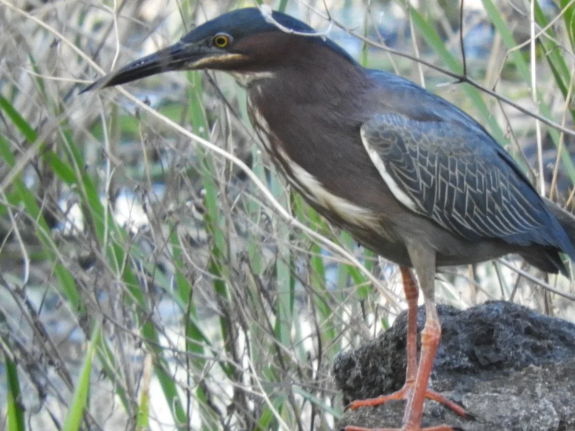 Birdwatching at Alburgh Dunes and Mud Creek - Cancelled