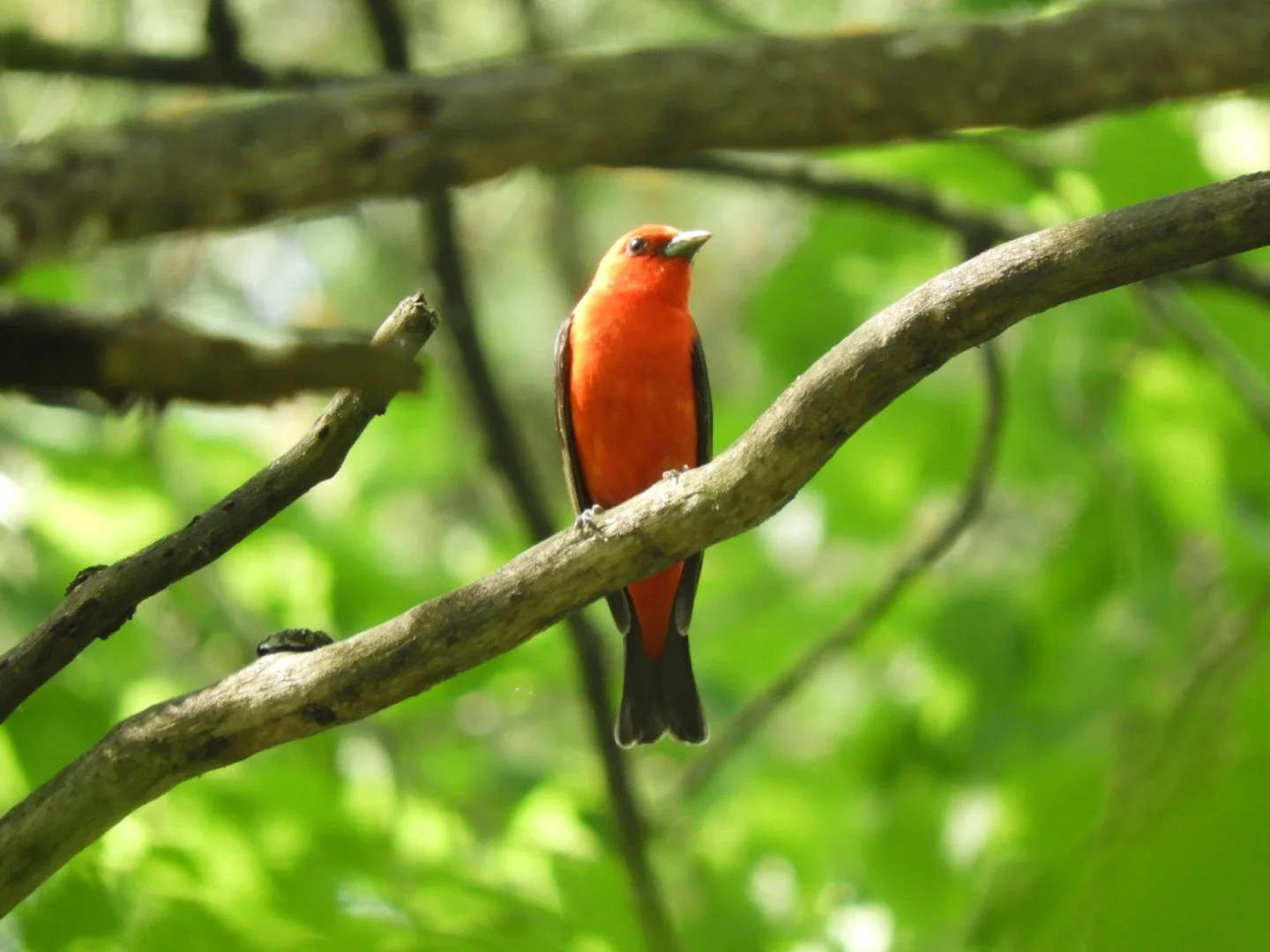 Bird Monitoring at the Green Mountain Audubon Center in Huntington