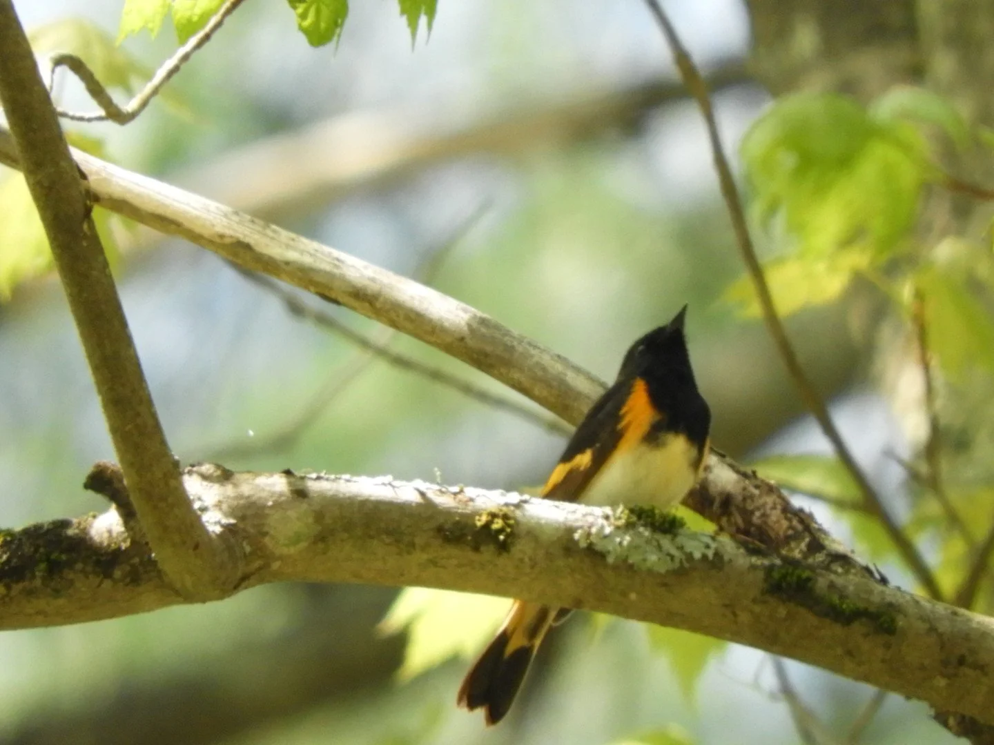 Little River Spring Birding Excursions @5:30, 6:30, 7:30