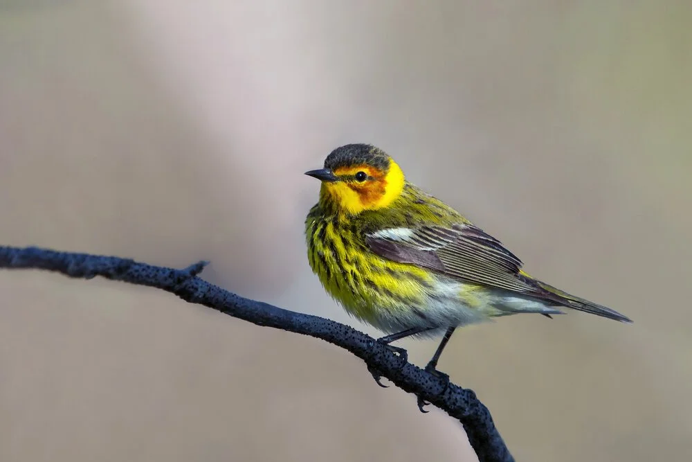 Warbler Ramble at Colchester Pond