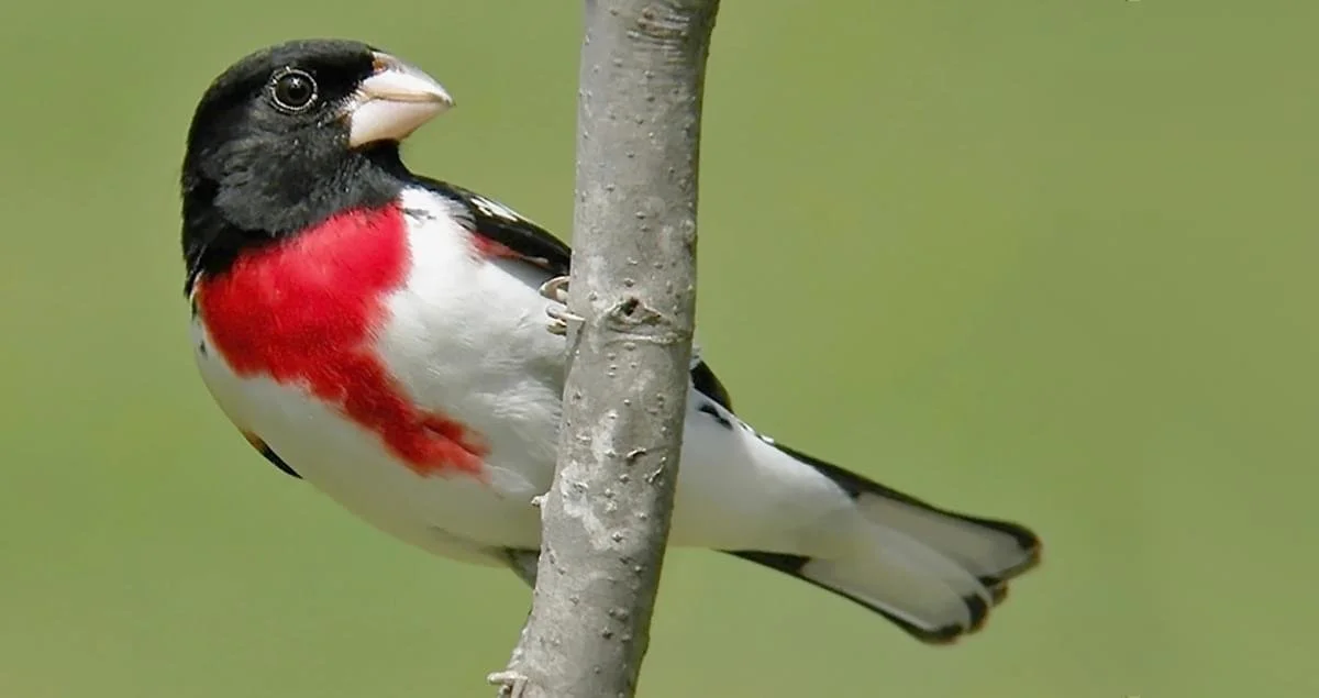 Suburban Birding at Farrell Park in South Burlington