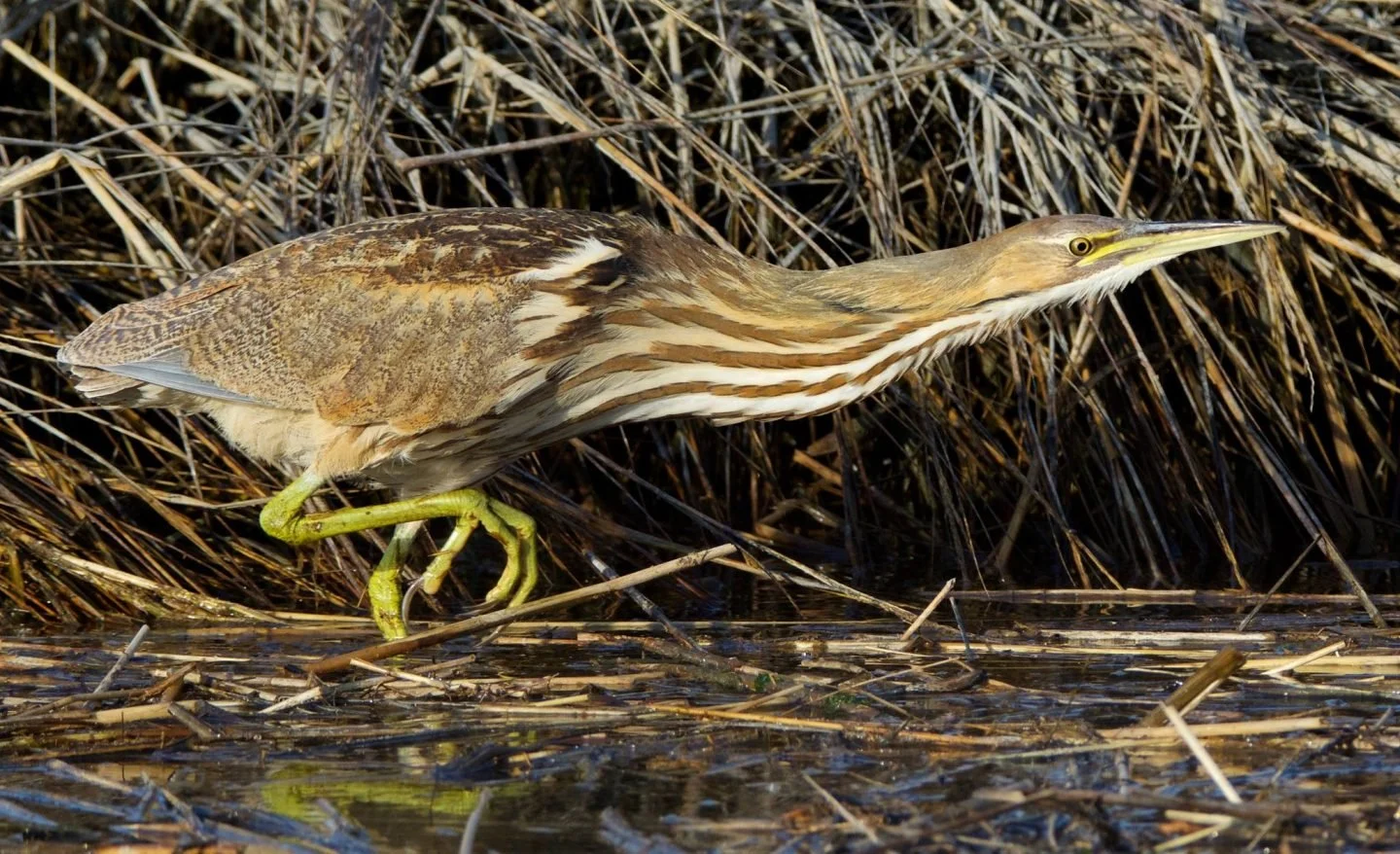 Early Summer Birding at Missisquoi NWR’s Steven Young Marsh