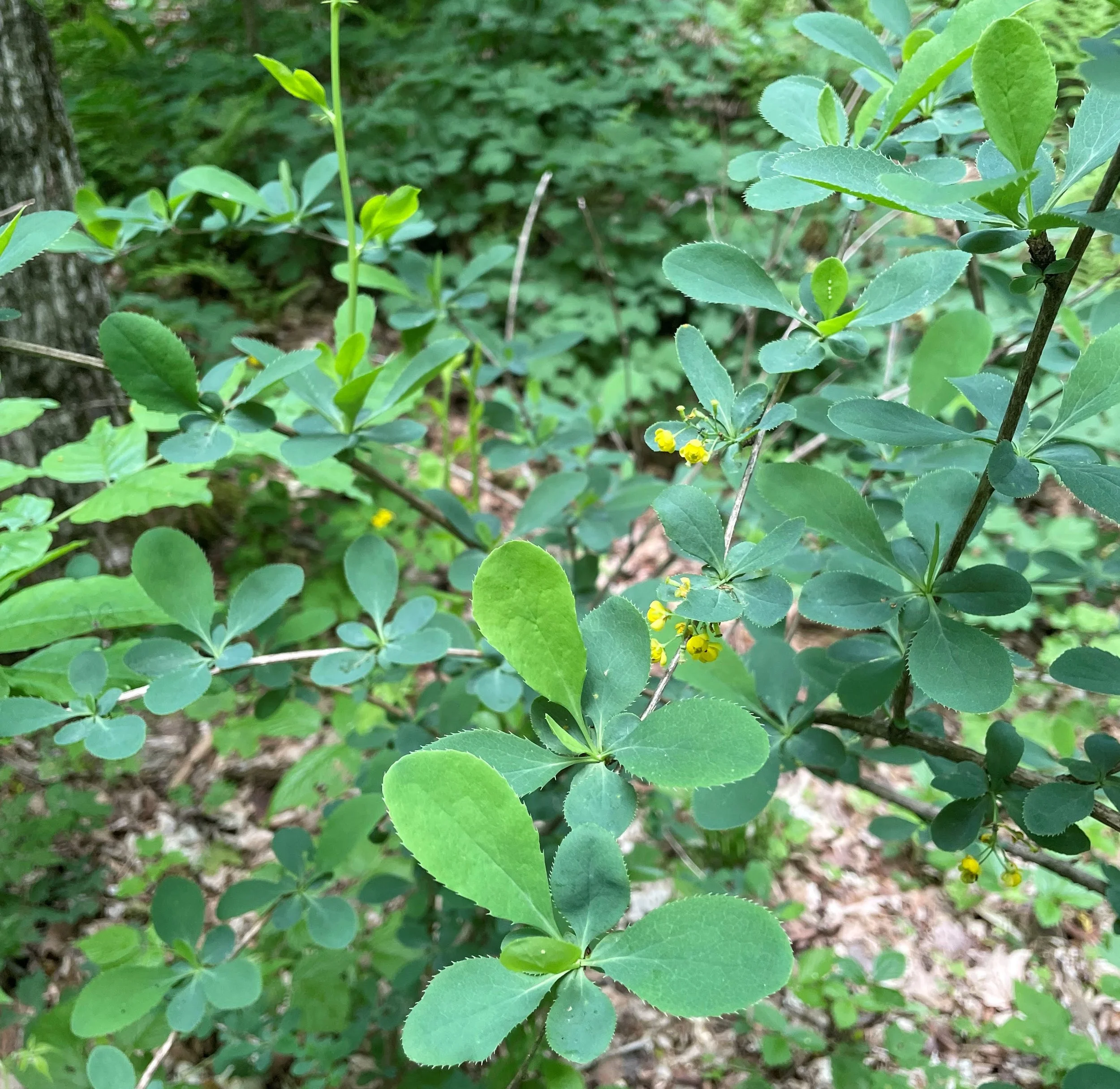 Invasive Plants: Make a Difference!