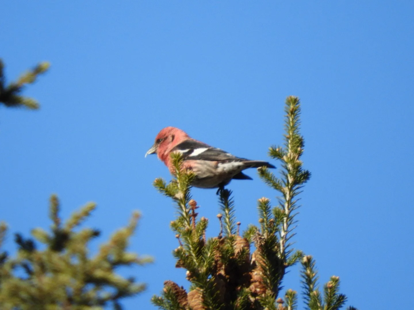 Fall Birding at Saxon Hill Forest in Essex