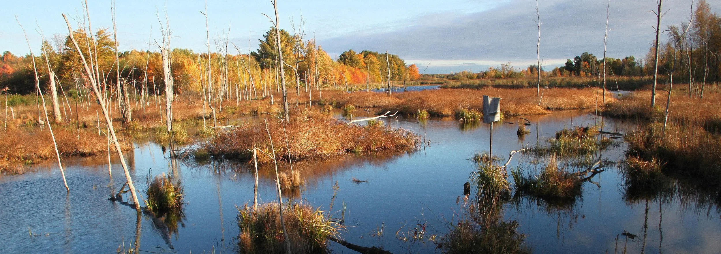 Birding at Missisquoi National Wildlife Refuge's Steven Young Marsh