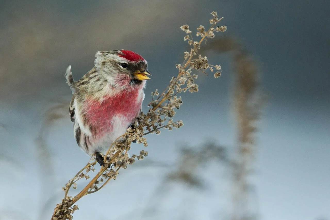 Monthly Bird Monitoring at the Green Mountain Audubon Center