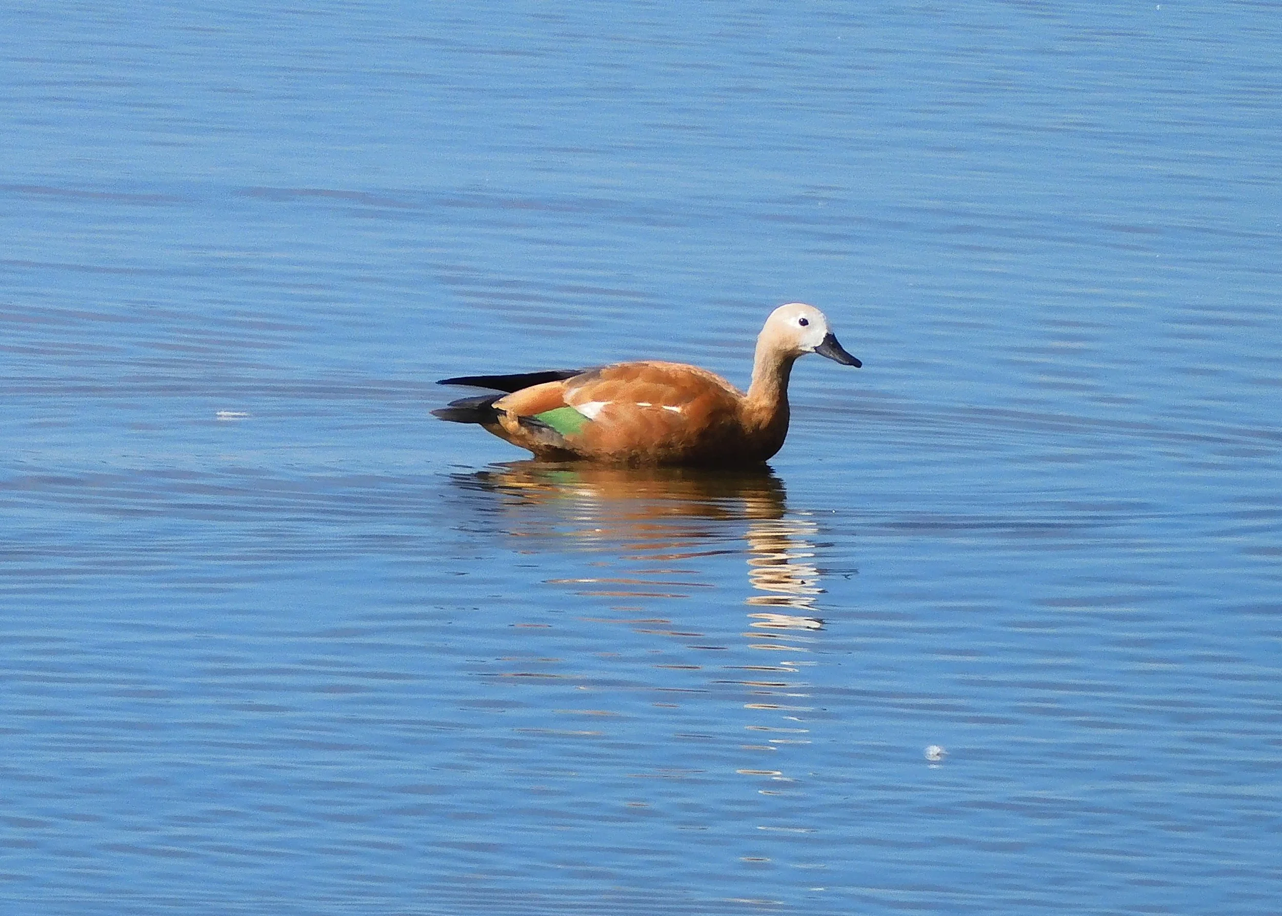 Unusual Bird Sightings