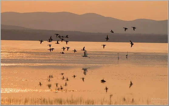 Winter Birding on the Colchester Causeway - CANCELLED