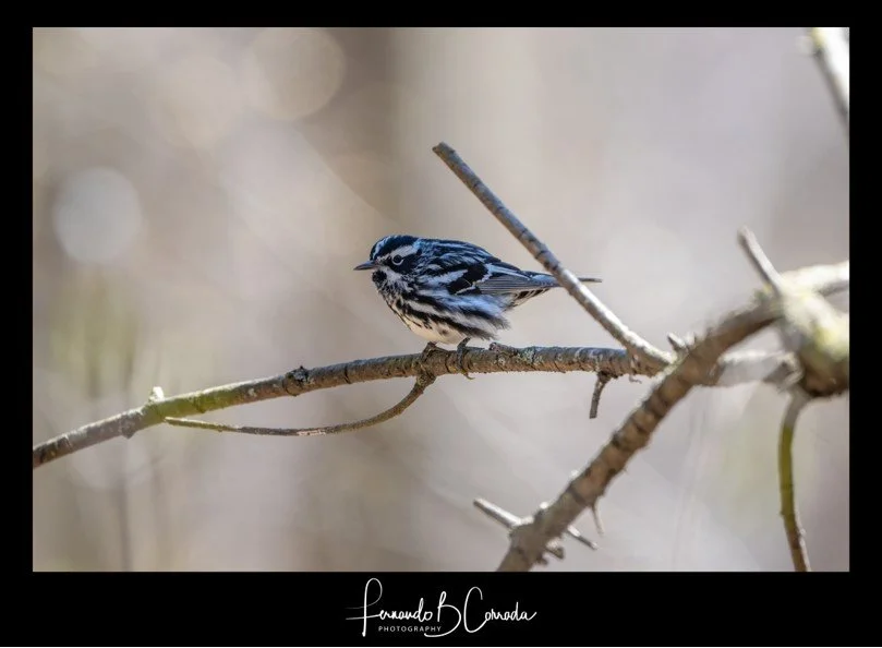 Black and White Warbler