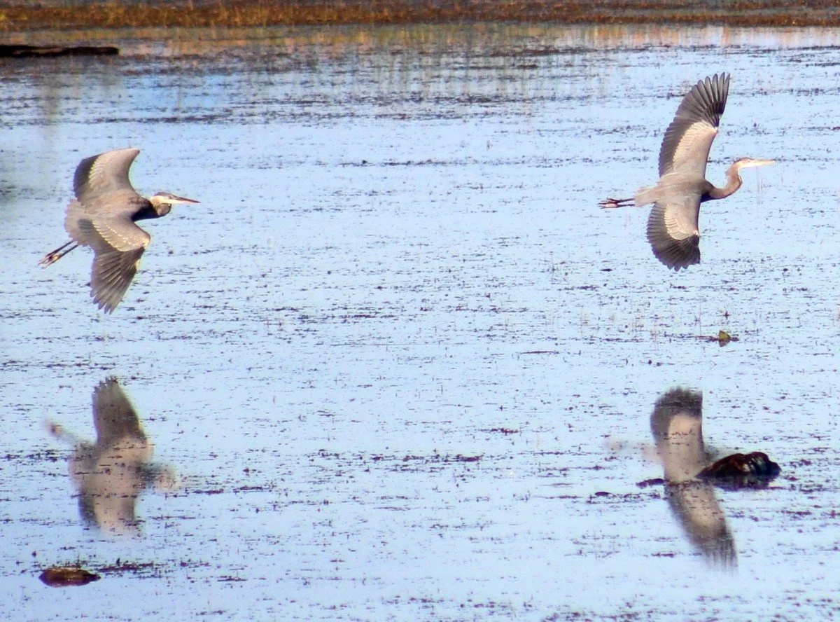 April Birding on the Colchester Causeway - Postponed to Sunday 4/2 at 8:00 AM