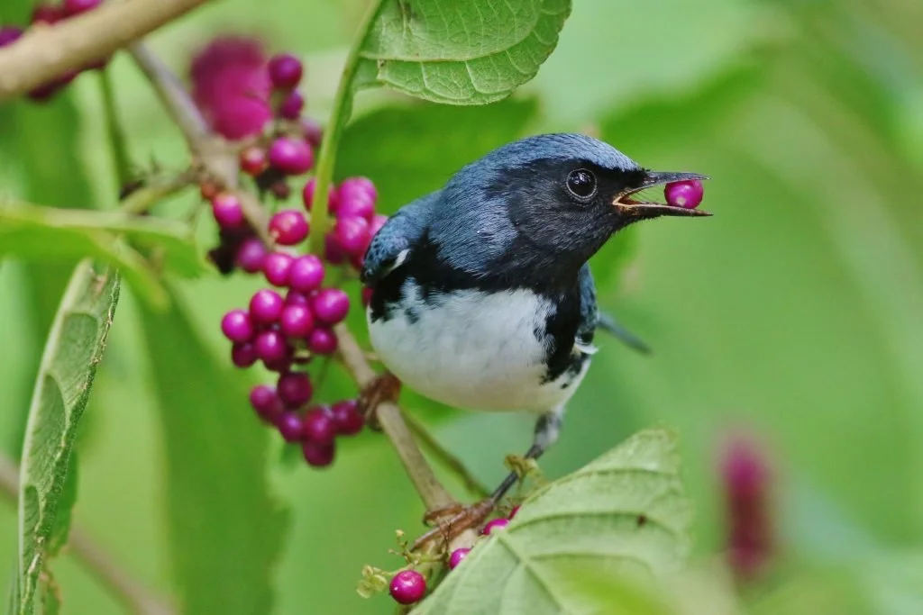 Birding at Westford's Town Trails at Westford Elementary School