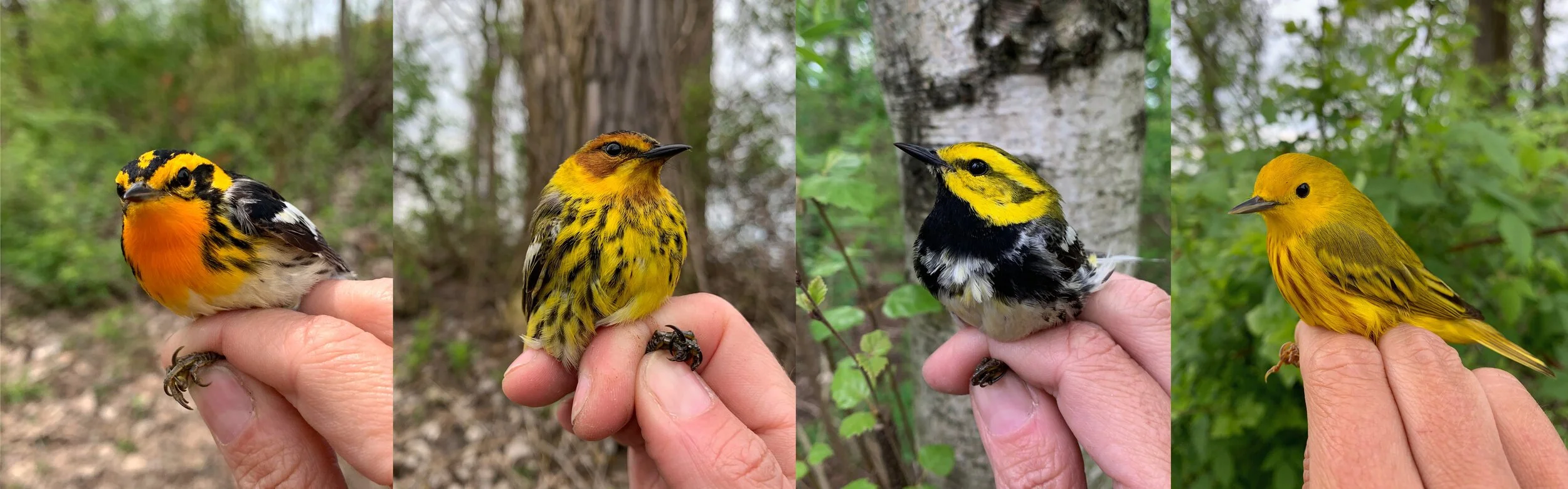 Bird Banding Demonstration and Bird Walk at Catamount Community Forest
