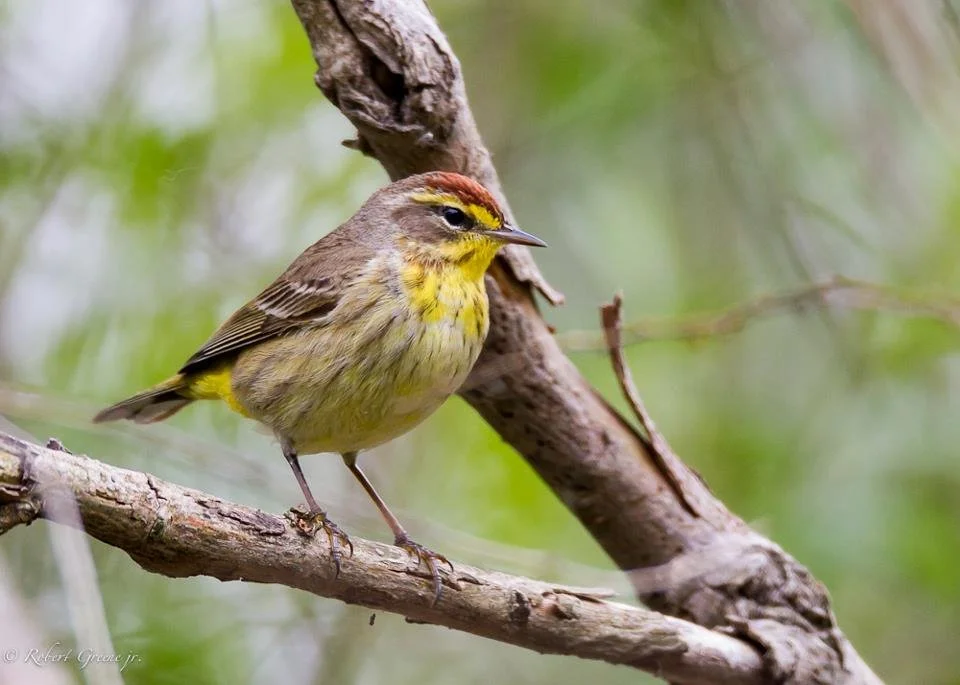 Monitoring at Green Mountain Audubon Center in Huntington