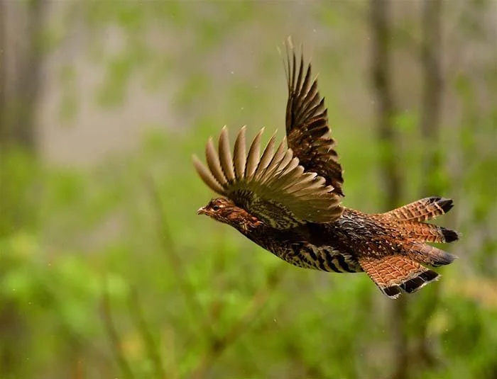 Monitoring at Green Mountain Audubon Center in Huntington