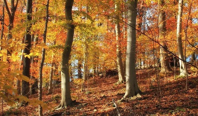 A Long and Short History of The Morrison Place:  A century of devoted stewardship, a decade of avian data.