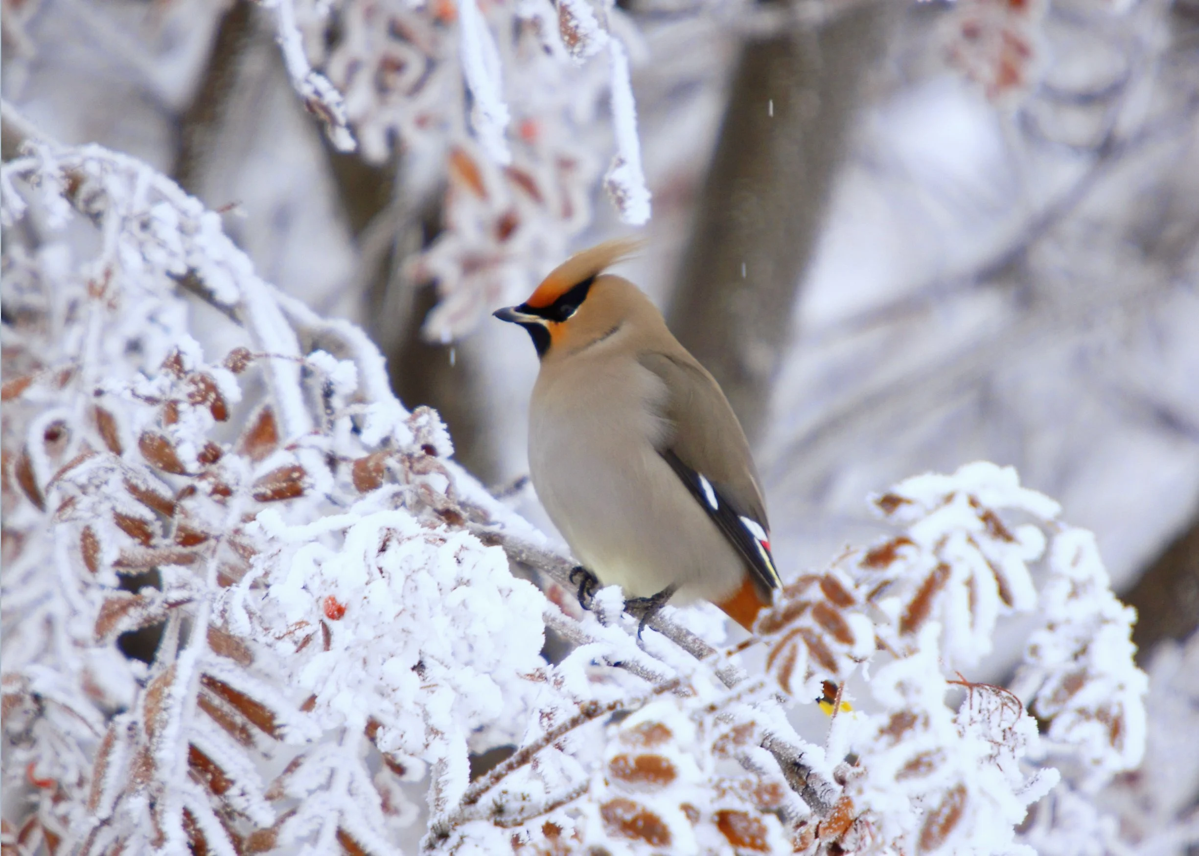 Early Winter Birding at the St. Michael's College Natural Area