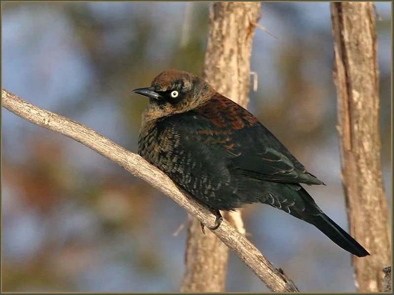 Fall Birding in the Islands - South Hero Marsh Trail
