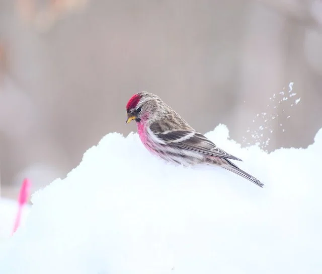 Great Finds in Nature with Maeve Kim & Bernie Paquette