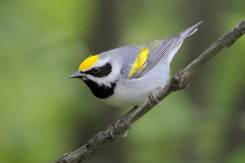 Golden-winged Warbler Research with Emily Filiberti