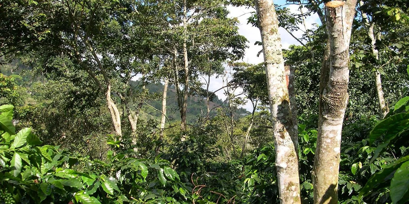 Making Coffee Bird-Friendly: Examining Impacts of Forest Cover and Coffee Cultivation on Bird Diversity in the Neotropics