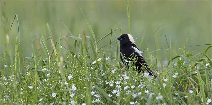 Bobolink Research in the Adirondacks - Hyla Howe