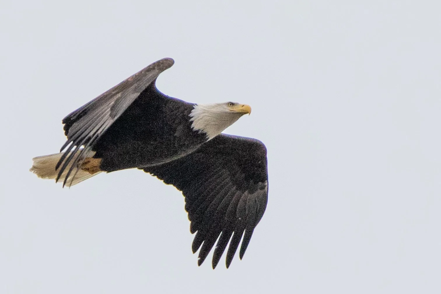Record Number Participate in the 76th Bird Count