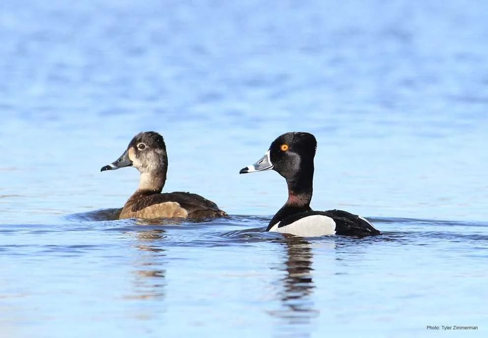 Birding on the Colchester Causeway