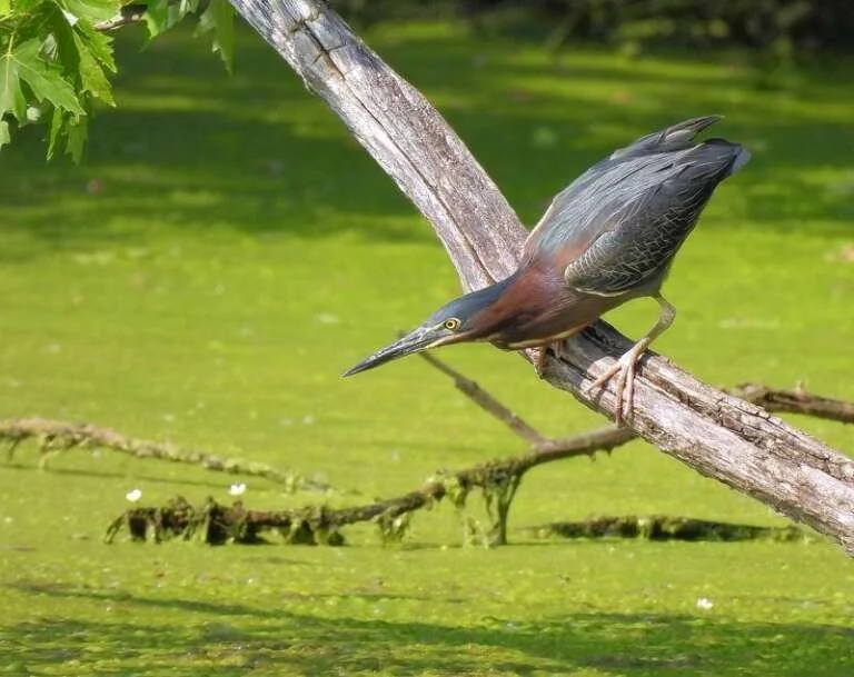 World Migratory Bird Day Walk at Missisquoi National Wildlife Refuge