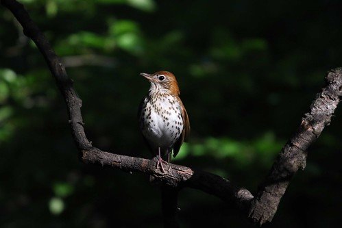 Birding at Butternut Hill on North Hero